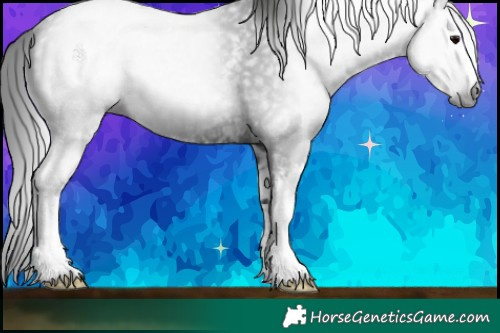 Horse Color:Gray White Spotted Black 