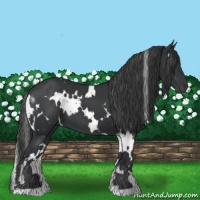 Horse Color:White Spotted Black