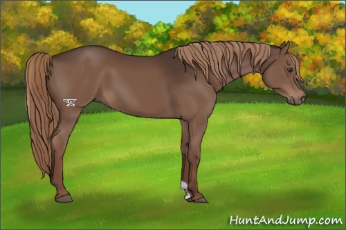 Horse Color:Liver Chestnut 