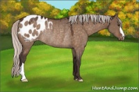 Horse Color:Silver Brown Dun Blanket Rabicano 
