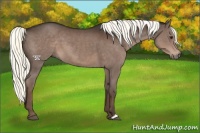 Horse Color:Liver Chestnut Mushroom 