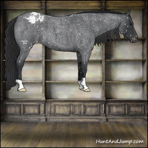 Horse Color:Blue Roan Mushroom Appaloosa