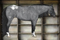 Horse Color:Blue Roan Mushroom Appaloosa 