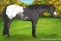Horse Color:Black Mushroom Appaloosa 