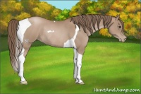 Horse Color:Black Pearl Tobiano Rabicano