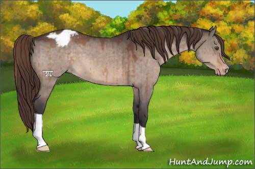 Horse Color:Brown Dun Mushroom Appaloosa Brindle 