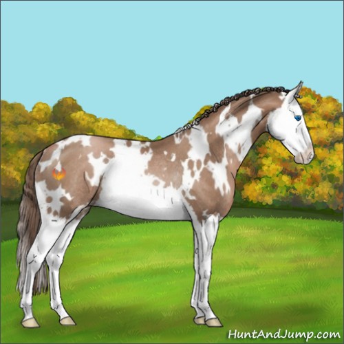 Horse Color:White Spotted Black Pearl Sabino Splash Rabicano