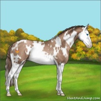 Horse Color:White Spotted Black Pearl Sabino Splash Rabicano 