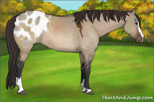 Horse Color:Brown Dun Sabino Appaloosa Rabicano 