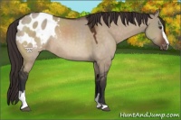 Horse Color:Brown Dun Sabino Appaloosa Rabicano 