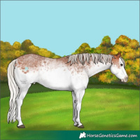 Horse Color:White Spotted Silver Bay Splash 