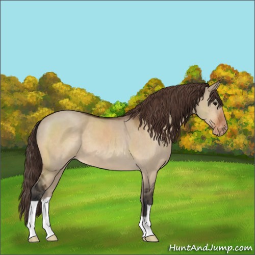 Horse Color:Bay Dun Appaloosa