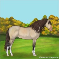 Horse Color:Bay Dun Appaloosa 