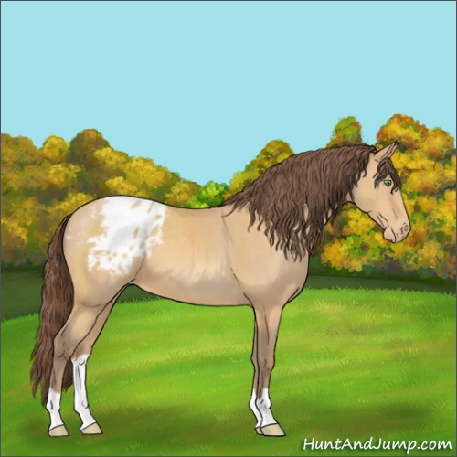 Horse Color:Amber Champagne Appaloosa 