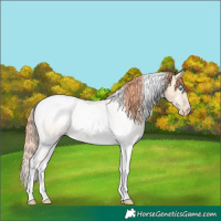 Horse Color:Sable Champagne Pearl Dun Tobiano 