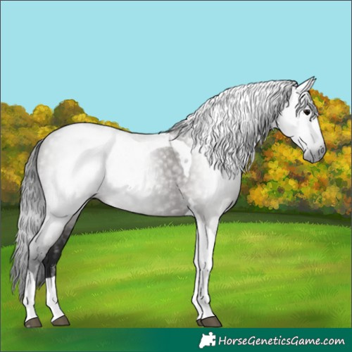 Horse Color:Gray Grullo Tobiano 