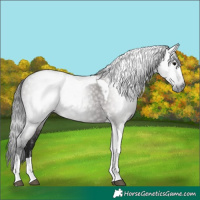 Horse Color:Gray Grullo Tobiano