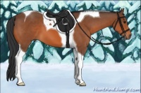 Horse Color:Bay Tobiano 