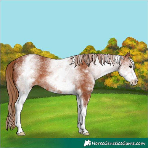 Horse Color:White Spotted Chestnut 