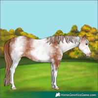 Horse Color:White Spotted Chestnut 