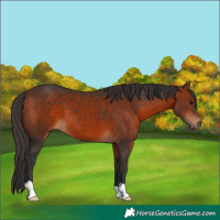 Horse Color:Bay 