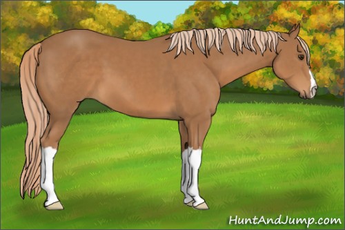 Horse Color:Chestnut 