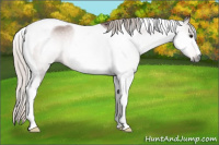 Horse Color:Gray Silver Bay Tobiano 