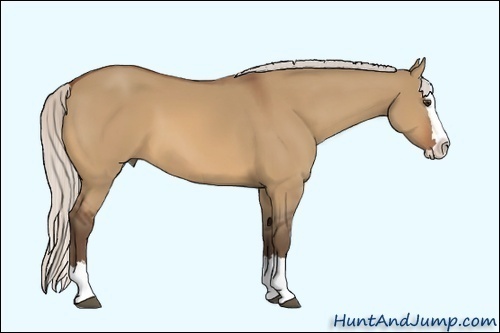 Horse Color:Silver Bay Dun Sabino Splash 