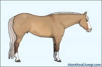 Horse Color:Silver Bay Dun Sabino Splash