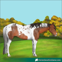Horse Color:Brown Tobiano Rabicano