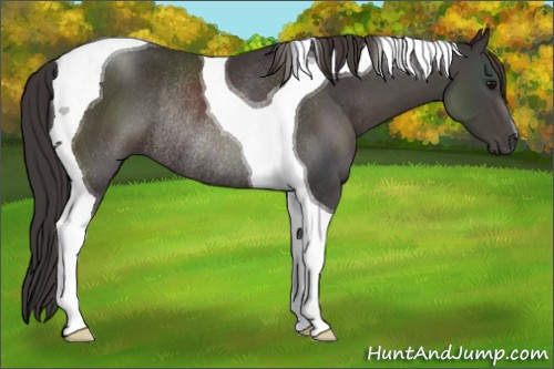Horse Color:Smoky Black Tobiano Rabicano