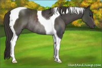 Horse Color:Smoky Black Tobiano Rabicano 