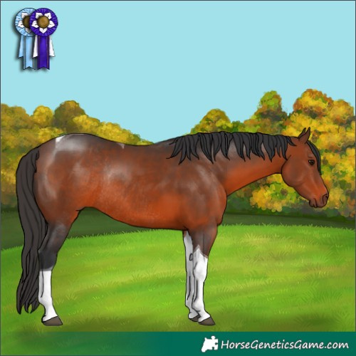Horse Color:Brown Tobiano Rabicano