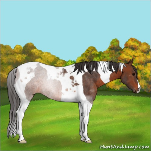 Horse Color:Brown Tobiano Rabicano 