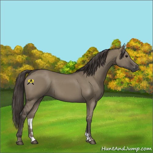 Horse Color:Smoky Grullo 