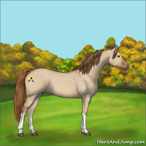 Horse Color:Red Dun 