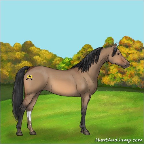 Horse Color:Bay Dun