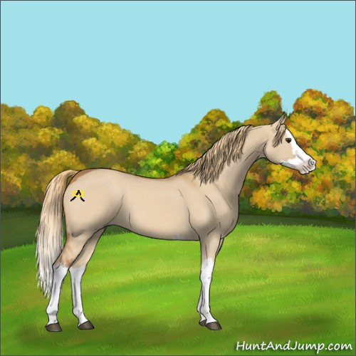 Horse Color:Red Dun Splash 