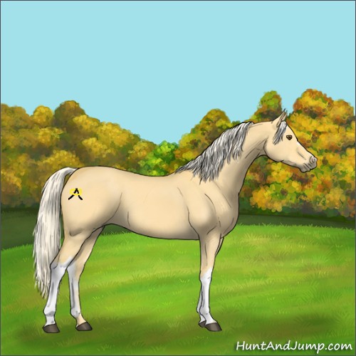 Horse Color:Palomino Dun 