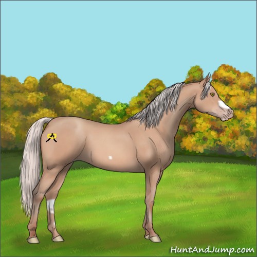 Horse Color:Silver Amber Champagne Frame 