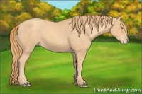 Horse Color:Gold Champagne Appaloosa 