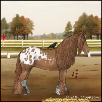 Horse Color:Chestnut Appaloosa