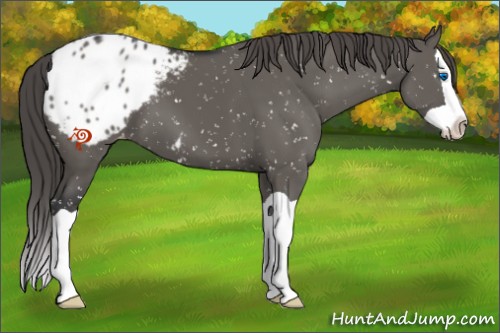 Horse Color:Grullo Splash Appaloosa 