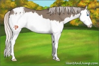 Horse Color:Silver Grullo Sabino Splash Appaloosa