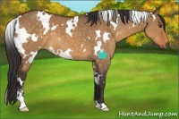 Horse Color:White Spotted Buckskin Dun Sabino 