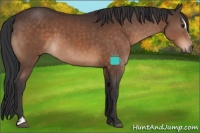 Horse Color:Brown Sabino