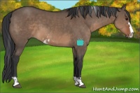 Horse Color:Brown Dun Sabino 