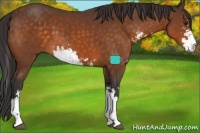 Horse Color:Buckskin Sabino 