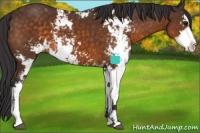 Horse Color:Buckskin Sabino 