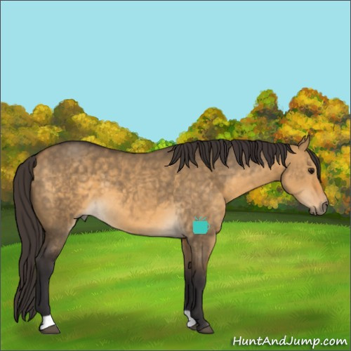 Horse Color:Buckskin Dun 